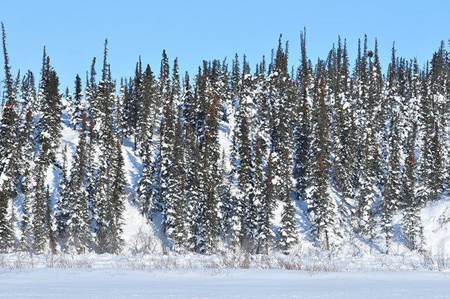 24a-The-tree-clad-caribou-Hills-are-a-pleasant-site-after-the-treeless-ice-and-snow-covered-tundra-further-north