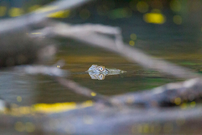 CapeYork2011Extras_093