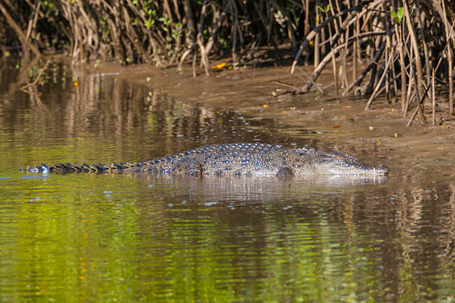 CapeYorkWildlife0606_180